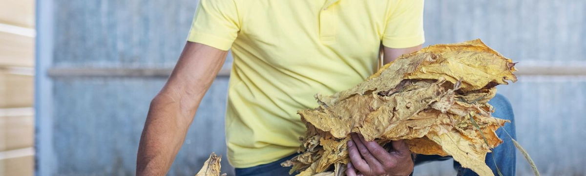 FCV Tobacco grading and quality inspection Pakistan — stalk positions and colour classification