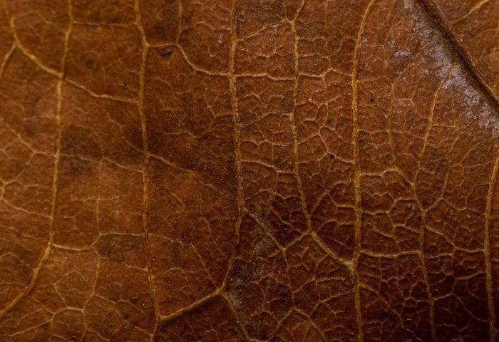 FCV Tobacco leaf colour range golden brown