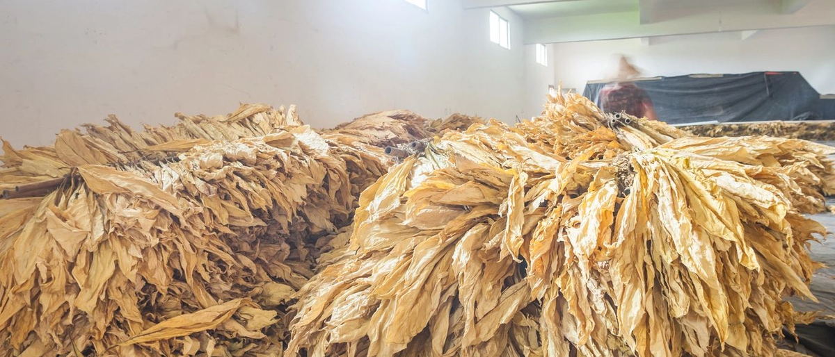 Pakistan FCV tobacco growing region