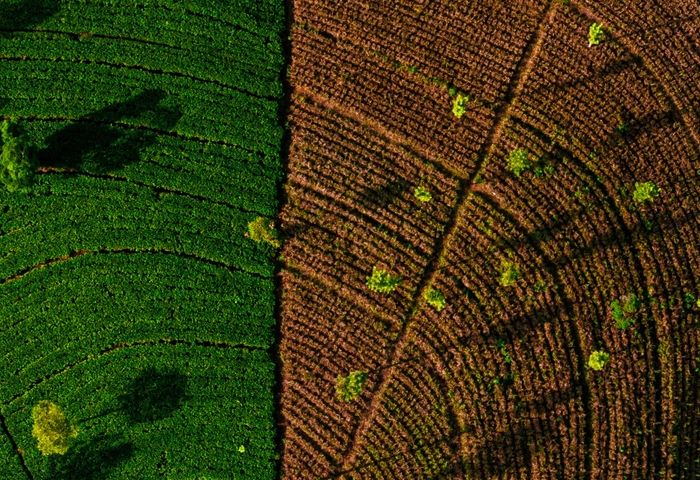 FCV Tobacco growing fields Khyber Pakhtunkhwa Pakistan