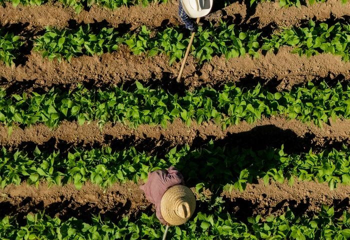 FCV Tobacco leaf harvest priming Pakistan