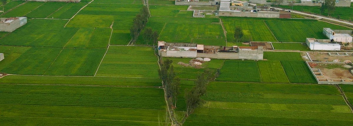 Khyber Pakhtunkhwa Pakistan FCV Tobacco growing fields