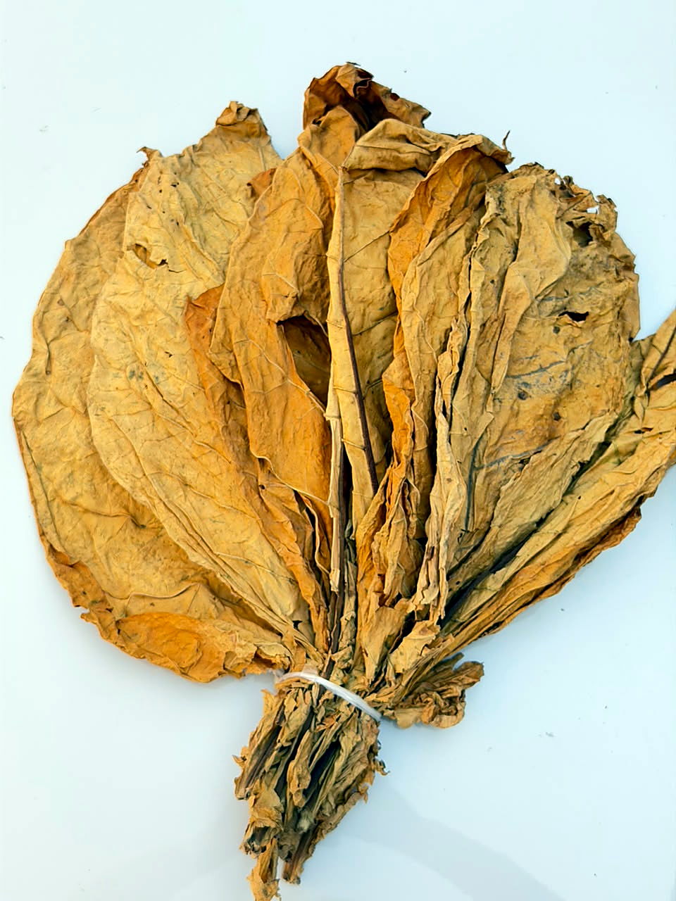 Hand of bright orange FCV tobacco leaf, tied at the butt