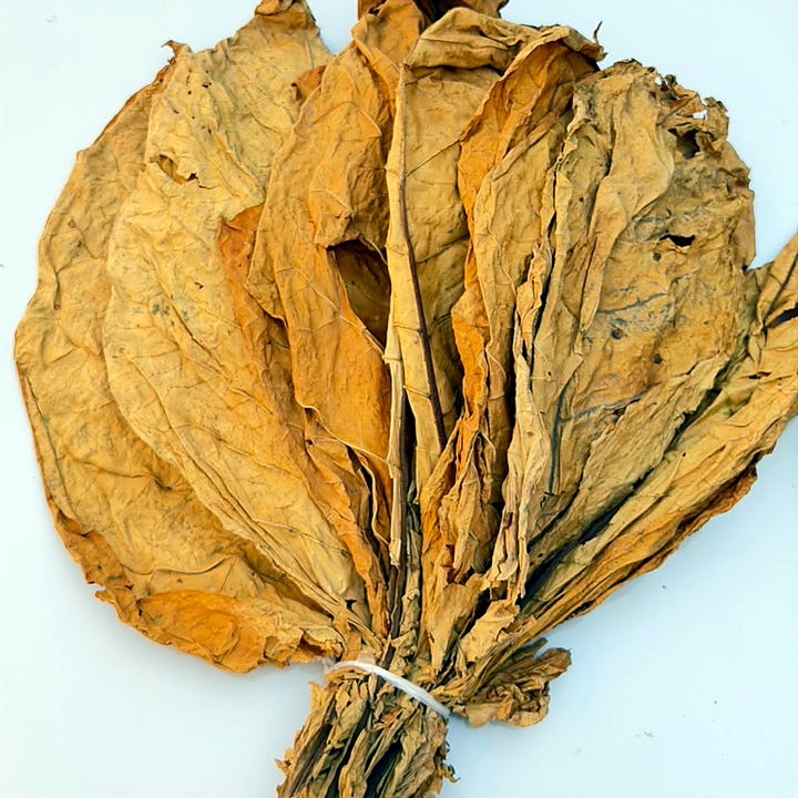 Hand of bright orange FCV tobacco leaf, tied at the butt