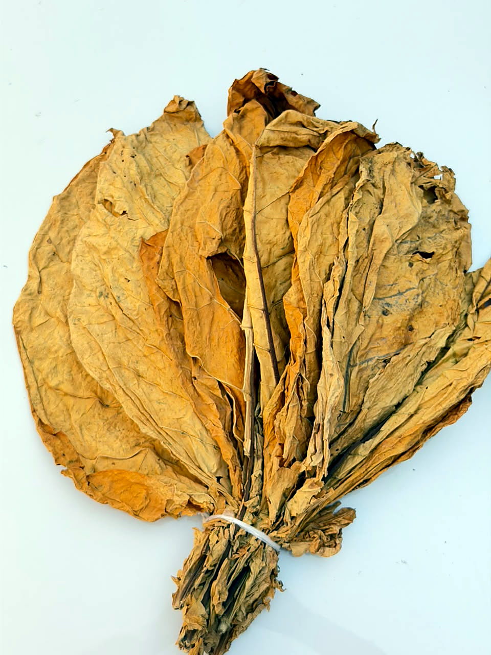 Hand of lemon-orange flue-cured Virginia leaf, tied at the butt