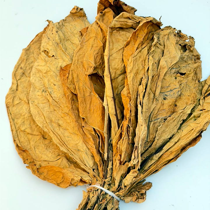 Hand of lemon-orange flue-cured Virginia leaf, tied at the butt