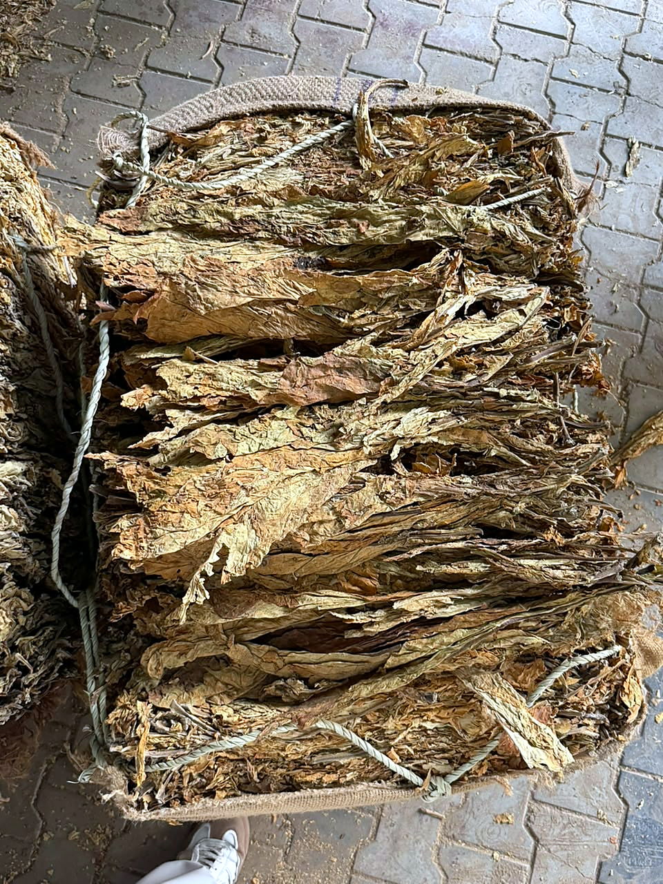 Cured flue-cured Virginia leaf in store, leaves aligned