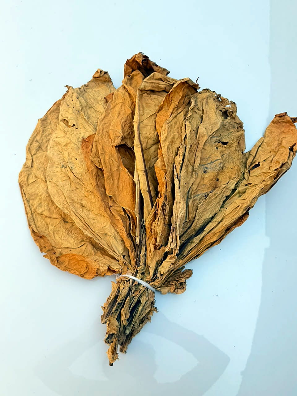 Hand of orange flue-cured Virginia leaf on the sorting table