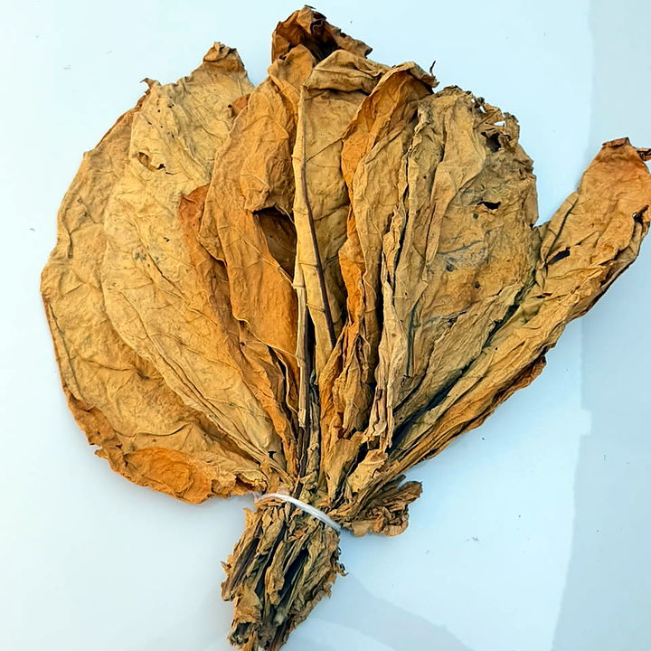 Hand of orange flue-cured Virginia leaf on the sorting table