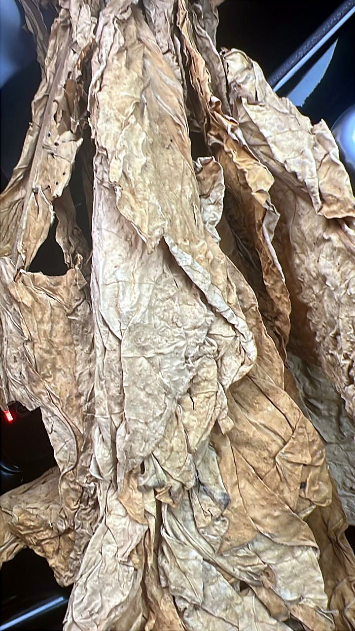 Whole FCV tobacco leaves, pale colour, on the sorting table