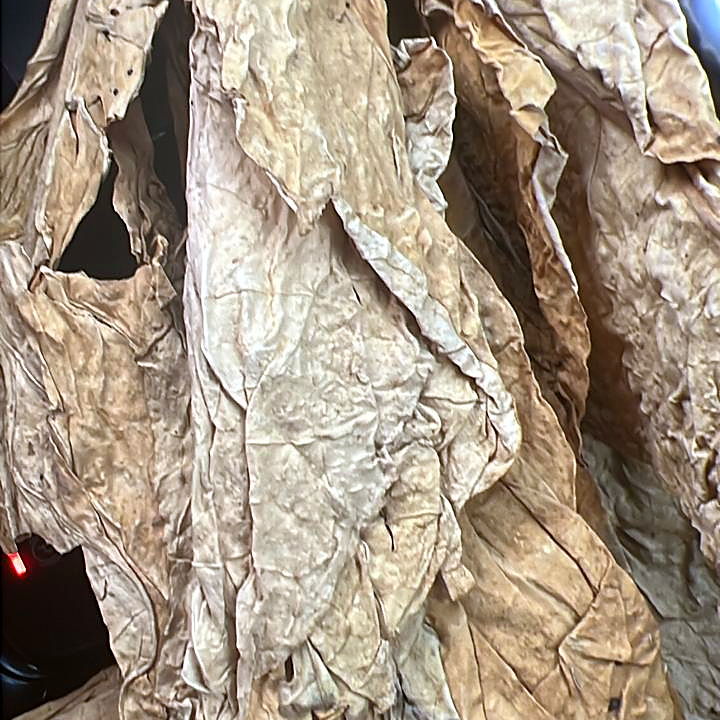 Whole FCV tobacco leaves, pale colour, on the sorting table