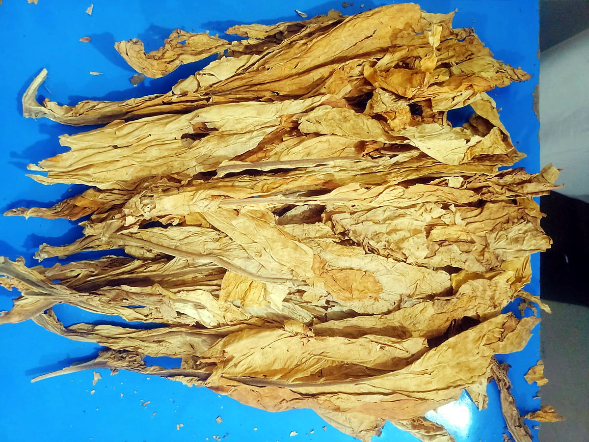 Loose flue-cured Virginia whole leaves laid out for sorting