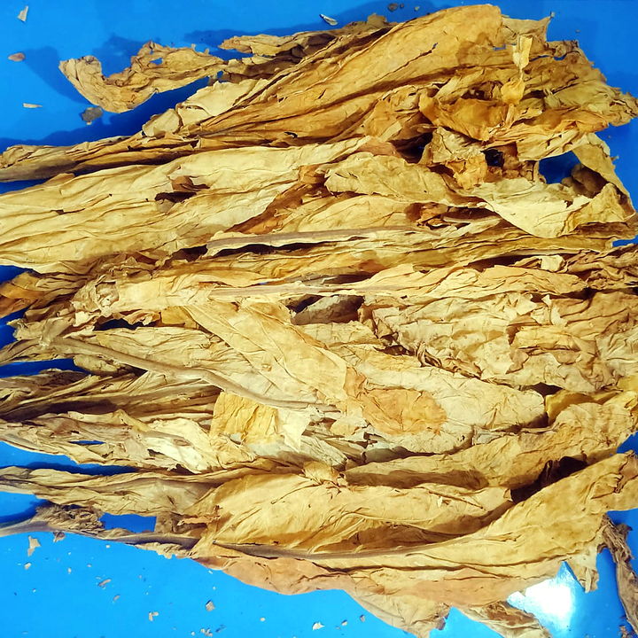 Loose flue-cured Virginia whole leaves laid out for sorting