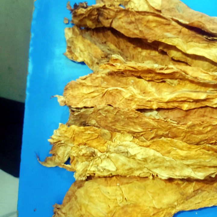 Cured whole FCV leaves, orange colour class, on the sorting table